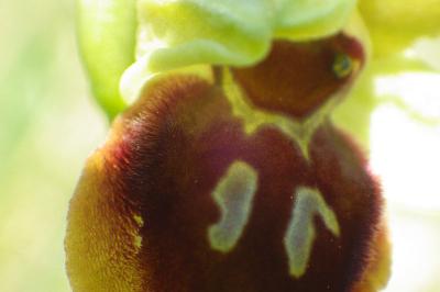 Ophrys virescens