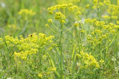 Euphorbia cyparissias