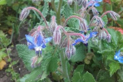 Borago officinalis