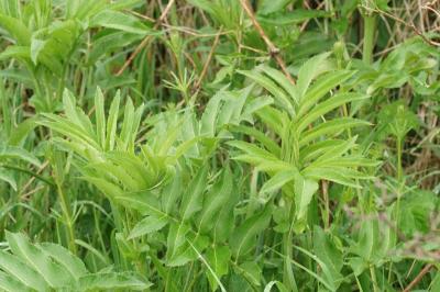 Sambucus ebulus