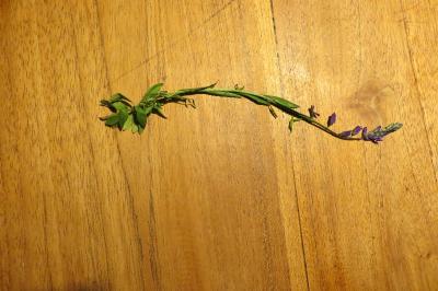 Polygala vulgaris