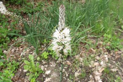 Asphodelus albus