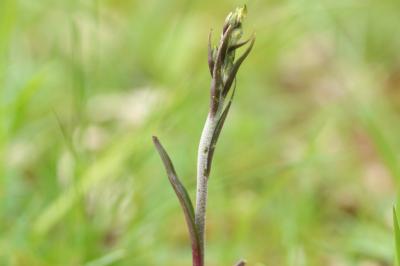 Epipactis microphylla