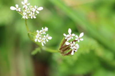Scandix pecten-veneris