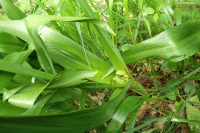 Colchicum autumnale