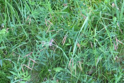 Lathyrus linifolius