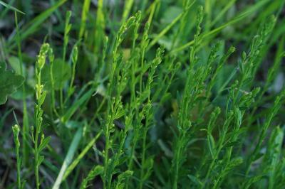 Genista tinctoria