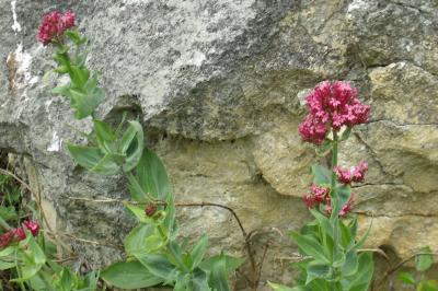 Centranthus ruber