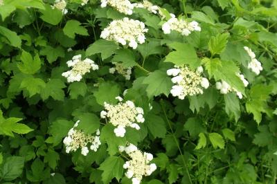 Viburnum opulus