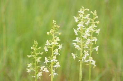 Platanthera chlorantha