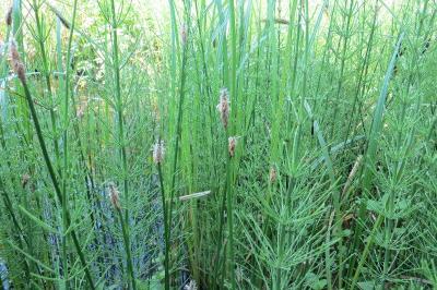 Eleocharis palustris