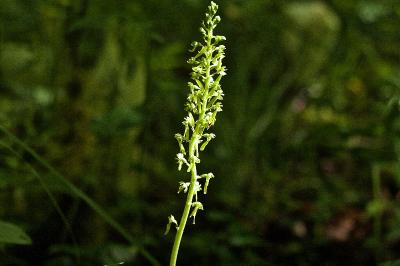Neottia ovata