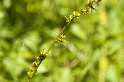 Carex echinata