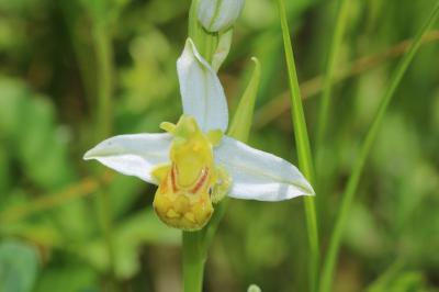 Ophrys apifera