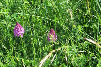 Anacamptis pyramidalis