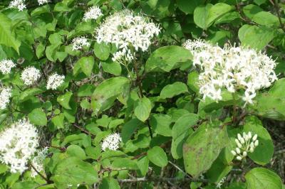 Cornus sanguinea