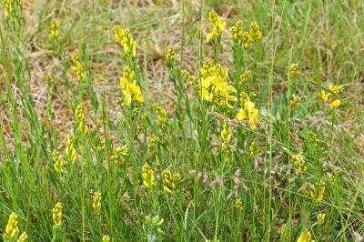 Genista tinctoria