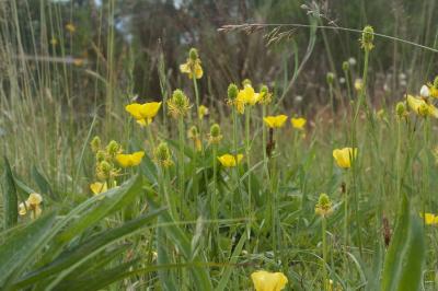 Ranunculus paludosus