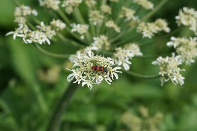 Heracleum sphondylium