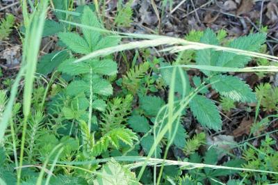 Agrimonia eupatoria