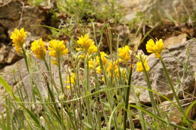 Genista sagittalis