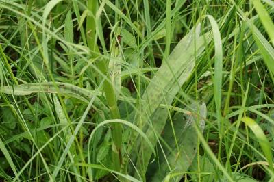 Dactylorhiza fuchsii