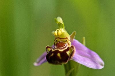 Ophrys apifera