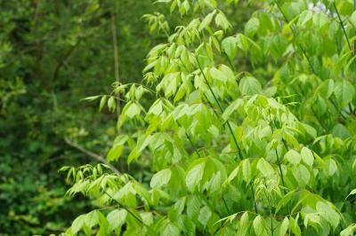 Acer negundo