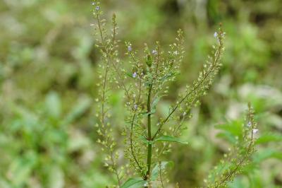 Veronica anagallis-aquatica