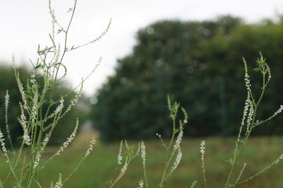 Melilotus albus