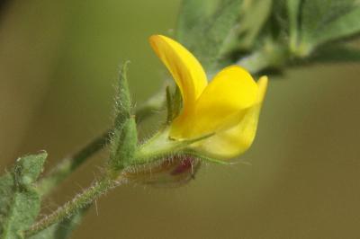 Lotus angustissimus