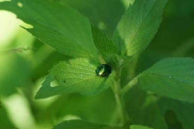 Mentha aquatica