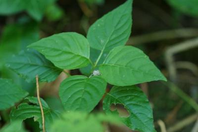 Circaea lutetiana