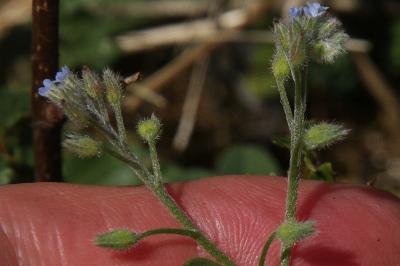 Myosotis arvensis