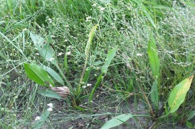 Alisma lanceolatum