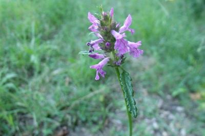 Betonica officinalis