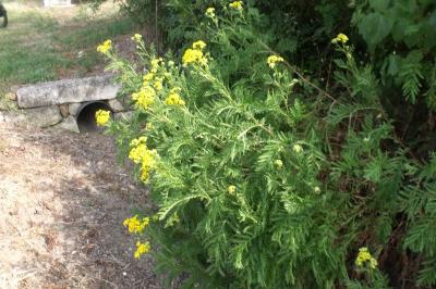 Tanacetum vulgare