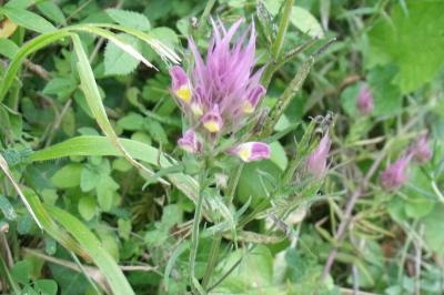 Melampyrum arvense