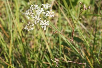 Pimpinella saxifraga