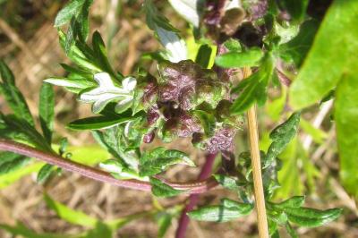 Artemisia vulgaris