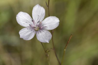 Linum tenuifolium