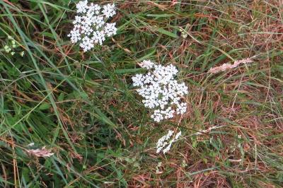 Pimpinella saxifraga