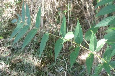 Ailanthus altissima