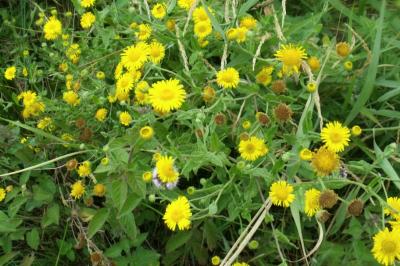 Pulicaria dysenterica