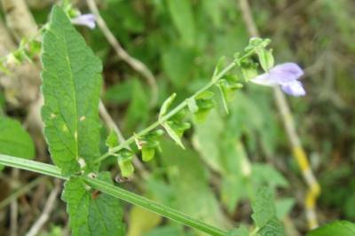 Scutellaria galericulata