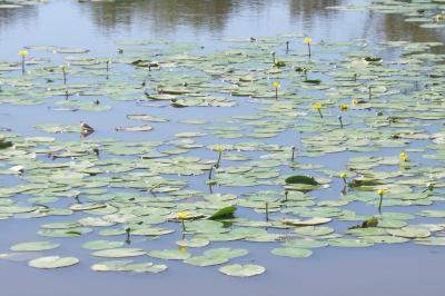 Nuphar lutea