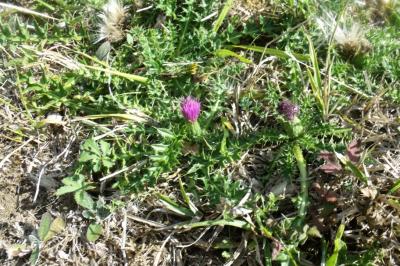 Cirsium acaulon