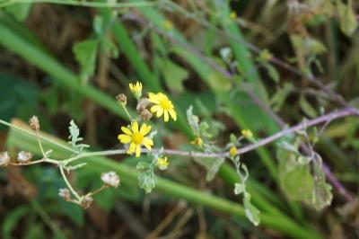 Jacobaea aquatica