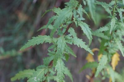 Dysphania ambrosioides