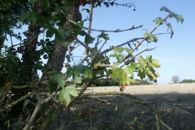 Acer campestre